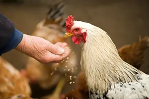 How can manufacturers incorporate yeast and nucleotides to improve growth and immune support for livestock?