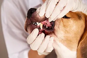 Postbiotic impact on oral health markers in adult dogs.