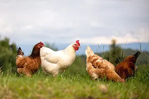 Advancing poultry with VeraxTM from dsm-firmenich