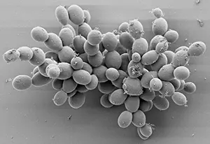 Lallemand: Leading the way in microbial innovationÂ