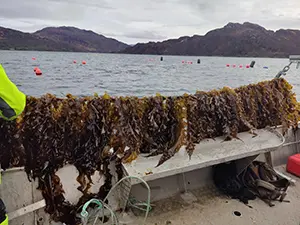 Seaweed