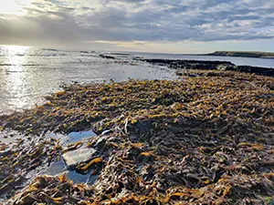 UK Seaweed launch helps industry capitalise on emerging opportunities