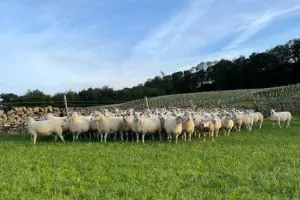 Study finds moorland sheep emit less methane and COâ‚‚