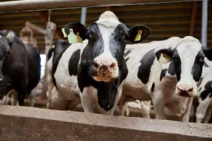 KPI Report Highlights Changes in Key Dairy PerformanceÂ