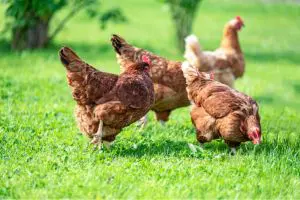 Sustell® and PoultryPlan tackle growing demand for poultry footprint dataÂ