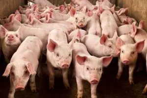 New online calculator helps optimise pig and broiler feed strategies