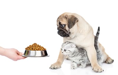 A dog a cat and a bowl of food