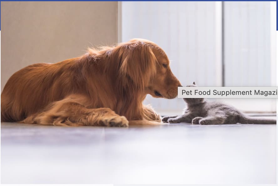 dog and cat