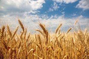 grain market update