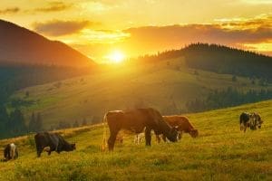 Heat stress in diary cows